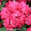 morgenrot, rhododendron, mellemstore rhododendron, surbundsplanter, købe rhododendron, rhododendron planteskole, basta planter, rhododendron, stedsegrønne, rhododendronbed
