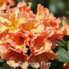 orange flirt, rhododendron, mellemstore rhododendron, surbundsplanter, købe rhododendron, rhododendron planteskole, basta planter, rhododendron, stedsegrønne, rhododendronbed