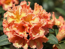 orange flirt, rhododendron, mellemstore rhododendron, surbundsplanter, købe rhododendron, rhododendron planteskole, basta planter, rhododendron, stedsegrønne, rhododendronbed