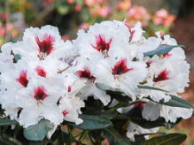 picobello, rhododendron, mellemstore rhododendron, surbundsplanter, købe rhododendron, rhododendron planteskole, basta planter, rhododendron, stedsegrønne, rhododendronbed
