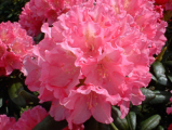 polaris, rhododendron, mellemstore rhododendron, surbundsplanter, købe rhododendron, rhododendron planteskole, basta planter, rhododendron, stedsegrønne, rhododendronbed
