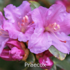 praecox, rhododendron, mellemstore rhododendron, surbundsplanter, købe rhododendron, rhododendron planteskole, basta planter, rhododendron, stedsegrønne, rhododendronbed