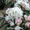 schwanensee, rhododendron, mellemstore rhododendron, surbundsplanter, købe rhododendron, rhododendron planteskole, basta planter, rhododendron, stedsegrønne, rhododendronbed