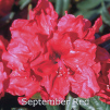 september red, rhododendron, mellemstore rhododendron, surbundsplanter, købe rhododendron, rhododendron planteskole, basta planter, rhododendron, stedsegrønne, rhododendronbed