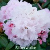 silberwolke, rhododendron, mellemstore rhododendron, surbundsplanter, købe rhododendron, rhododendron planteskole, basta planter, rhododendron, stedsegrønne, rhododendronbed