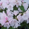 tibet, rhododendron, mellemstore rhododendron, surbundsplanter, købe rhododendron, rhododendron planteskole, basta planter, rhododendron, stedsegrønne, rhododendronbed