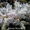 album novum, rhododendron, store rhododendron, surbundsplanter, købe rhododendron, rhododendron planteskole, basta planter, rhododendron, stedsegrønne, rhododendronbed