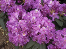 anna, rhododendron, store rhododendron, surbundsplanter, købe rhododendron, rhododendron planteskole, basta planter, rhododendron, stedsegrønne, rhododendronbed
