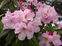 basse, rhododendron, store rhododendron, surbundsplanter, købe rhododendron, rhododendron planteskole, basta planter, rhododendron, stedsegrønne, rhododendronbed