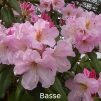 basse, rhododendron, store rhododendron, surbundsplanter, købe rhododendron, rhododendron planteskole, basta planter, rhododendron, stedsegrønne, rhododendronbed