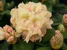 belkanto, rhododendron, store rhododendron, surbundsplanter, købe rhododendron, rhododendron planteskole, basta planter, rhododendron, stedsegrønne, rhododendronbed