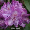 blue bell, rhododendron, store rhododendron, surbundsplanter, købe rhododendron, rhododendron planteskole, basta planter, rhododendron, stedsegrønne, rhododendronbed