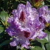blue peter, rhododendron, store rhododendron, surbundsplanter, købe rhododendron, rhododendron planteskole, basta planter, rhododendron, stedsegrønne, rhododendronbed