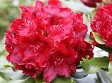 rhododendron chrerry kiss