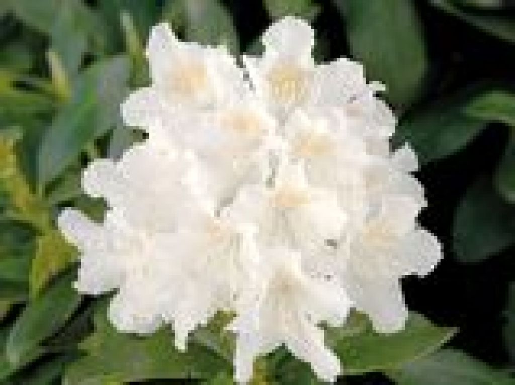rhododendron cunninghams snow white