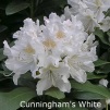 cunningham's white, rhododendron, store rhododendron, surbundsplanter, købe rhododendron, rhododendron planteskole, basta planter, rhododendron, stedsegrønne, rhododendronbed