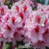 diadem, rhododendron, store rhododendron, surbundsplanter, købe rhododendron, rhododendron planteskole, basta planter, rhododendron, stedsegrønne, rhododendronbed