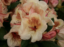 diandi, viscy, rhododendron, store rhododendron, surbundsplanter, købe rhododendron, rhododendron planteskole, basta planter, rhododendron, stedsegrønne, rhododendronbed