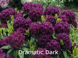 Rhododendron Dramatic Dark