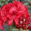 erato, rhododendron, store rhododendron, surbundsplanter, købe rhododendron, rhododendron planteskole, basta planter, rhododendron, stedsegrønne, rhododendronbed