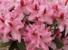 furnivall's daughter, rhododendron, store rhododendron, surbundsplanter, købe rhododendron, rhododendron planteskole, basta planter, rhododendron, stedsegrønne, rhododendronbed