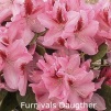 furnivals daugther, rhododendron, store rhododendron, surbundsplanter, købe rhododendron, rhododendron planteskole, basta planter, rhododendron, stedsegrønne, rhododendronbed