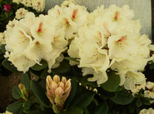 goldbukett, rhododendron, store rhododendron, surbundsplanter, købe rhododendron, rhododendron planteskole, basta planter, rhododendron, stedsegrønne, rhododendronbed