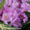 goldflimmer, rhododendron, store rhododendron, surbundsplanter, købe rhododendron, rhododendron planteskole, basta planter, rhododendron, stedsegrønne, rhododendronbed