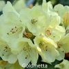 goldinetta, rhododendron, store rhododendron, surbundsplanter, købe rhododendron, rhododendron planteskole, basta planter, rhododendron, stedsegrønne, rhododendronbed