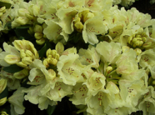goldkrone, rhododendron, store rhododendron, surbundsplanter, købe rhododendron, rhododendron planteskole, basta planter, rhododendron, stedsegrønne, rhododendronbed
