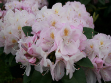 gomer waterer, rhododendron, store rhododendron, surbundsplanter, købe rhododendron, rhododendron planteskole, basta planter, rhododendron, stedsegrønne, rhododendronbed