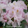 gomer waterer, rhododendron, store rhododendron, surbundsplanter, købe rhododendron, rhododendron planteskole, basta planter, rhododendron, stedsegrønne, rhododendronbed