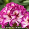 hans hachmann, rhododendron, store rhododendron, surbundsplanter, købe rhododendron, rhododendron planteskole, basta planter, rhododendron, stedsegrønne, rhododendronbed