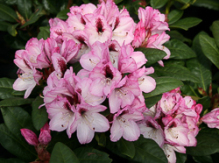 herbstfreude, rhododendron, store rhododendron, surbundsplanter, købe rhododendron, rhododendron planteskole, basta planter, rhododendron, stedsegrønne, rhododendronbed