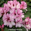 herbstreude, rhododendron, store rhododendron, surbundsplanter, købe rhododendron, rhododendron planteskole, basta planter, rhododendron, stedsegrønne, rhododendronbed