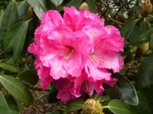 ingrid muus, rhododendron, store rhododendron, surbundsplanter, købe rhododendron, rhododendron planteskole, basta planter, rhododendron, stedsegrønne, rhododendronbed