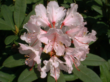 jacksonii, rhododendron, store rhododendron, surbundsplanter, købe rhododendron, rhododendron planteskole, basta planter, rhododendron, stedsegrønne, rhododendronbed