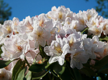 james burchett, rhododendron, store rhododendron, surbundsplanter, købe rhododendron, rhododendron planteskole, basta planter, rhododendron, stedsegrønne, rhododendronbed