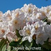 james burchett, rhododendron, store rhododendron, surbundsplanter, købe rhododendron, rhododendron planteskole, basta planter, rhododendron, stedsegrønne, rhododendronbed