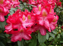 junifeuer, rhododendron, store rhododendron, surbundsplanter, købe rhododendron, rhododendron planteskole, basta planter, rhododendron, stedsegrønne, rhododendronbed