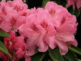 Rhododendron Karl Hansen, Store rosa blomster, mellemhøj rododendron, Basta Planter