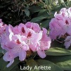 lady anette, rhododendron, store rhododendron, surbundsplanter, købe rhododendron, rhododendron planteskole, basta planter, rhododendron, stedsegrønne, rhododendronbed
