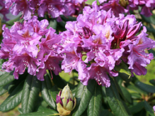 lee's dark purple, rhododendron, store rhododendron, surbundsplanter, købe rhododendron, rhododendron planteskole, basta planter, rhododendron, stedsegrønne, rhododendronbed