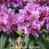 lees dark purple, rhododendron, store rhododendron, surbundsplanter, købe rhododendron, rhododendron planteskole, basta planter, rhododendron, stedsegrønne, rhododendronbed