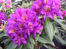 marcelle menard, rhododendron, store rhododendron, surbundsplanter, købe rhododendron, rhododendron planteskole, basta planter, rhododendron, stedsegrønne, rhododendronbed