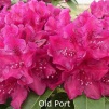 old port, rhododendron, store rhododendron, surbundsplanter, købe rhododendron, rhododendron planteskole, basta planter, rhododendron, stedsegrønne, rhododendronbed
