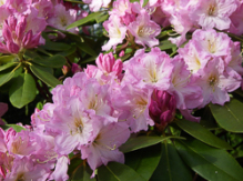 onkel dines, rhododendron, store rhododendron, surbundsplanter, købe rhododendron, rhododendron planteskole, basta planter, rhododendron, stedsegrønne, rhododendronbed
