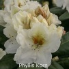 phyllis korn, rhododendron, store rhododendron, surbundsplanter, købe rhododendron, rhododendron planteskole, basta planter, rhododendron, stedsegrønne, rhododendronbed