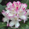 picotee, rhododendron, store rhododendron, surbundsplanter, købe rhododendron, rhododendron planteskole, basta planter, rhododendron, stedsegrønne, rhododendronbed