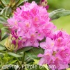 pink purple dream, rhododendron, store rhododendron, surbundsplanter, købe rhododendron, rhododendron planteskole, basta planter, rhododendron, stedsegrønne, rhododendronbed